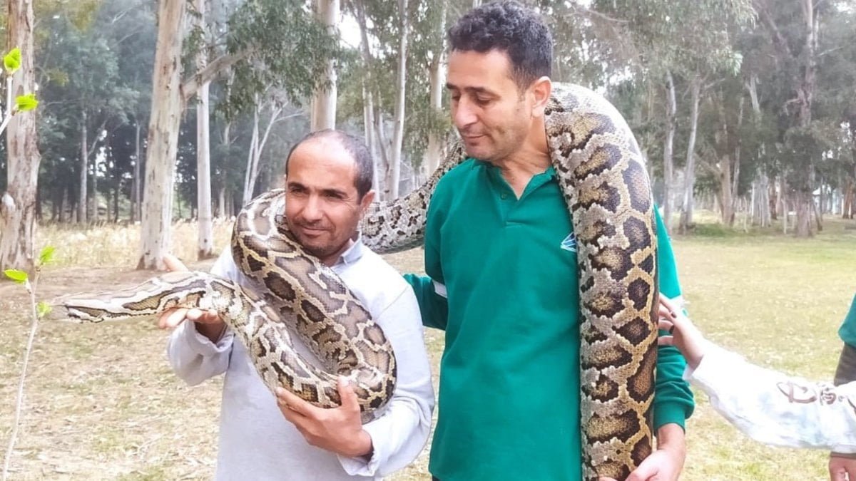 12 dev yılanı 24 yıldır elleriyle besliyorlar